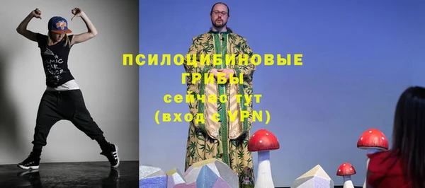 сатива Новозыбков