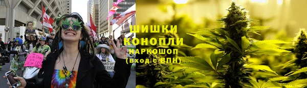 сатива Новозыбков